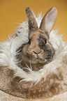 rabbit