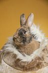 rabbit