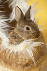 young rabbit