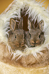 young rabbits