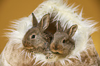 young rabbits