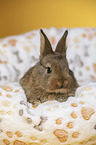 young rabbit