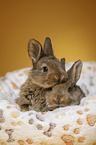 young rabbits
