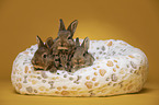 3 young rabbits