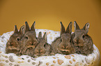 5 young rabbits