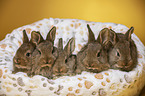 5 young rabbits