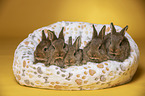 5 young rabbits