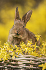 young rabbit