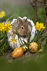 young rabbit