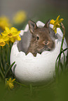 young rabbit