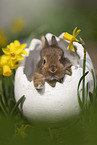 young rabbit