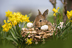 young rabbit between blossoms