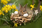 young rabbit between blossoms