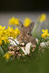 young rabbit between blossoms