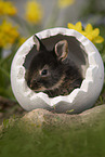 young rabbit