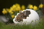young rabbit