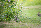 sitting Rabbits
