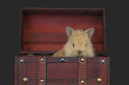 rabbit