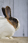 Rabbit