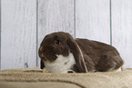 Lop Rabbit