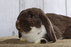 Lop Rabbit