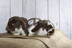 Lop Rabbit