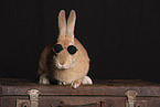 rabbit in studio