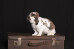 rabbit in studio
