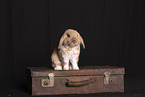 rabbit in studio