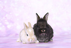 young rabbits