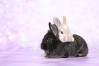 young rabbits