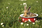young rabbit