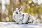 young rabbit