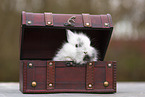 young rabbit