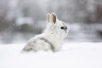 young rabbit