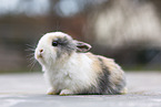 young rabbit
