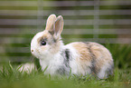 young rabbit