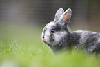 young rabbit