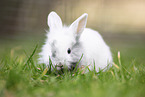 young rabbit