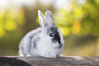young rabbit
