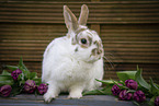 rabbit