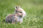 bunny baby