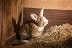 rabbit