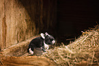 rabbit