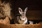 rabbit