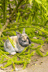 young rabbit