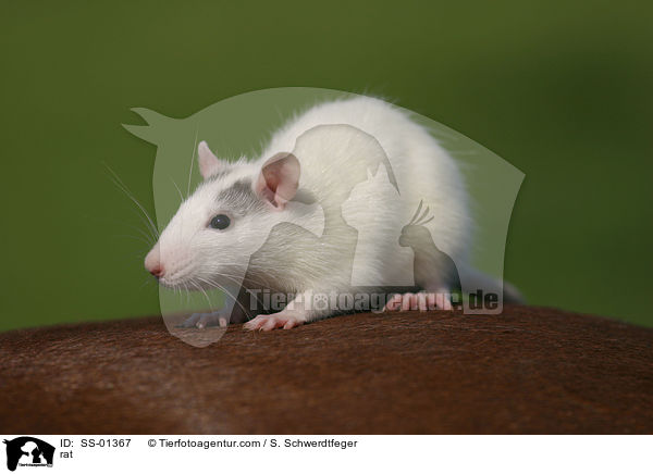 Farbratte / rat / SS-01367