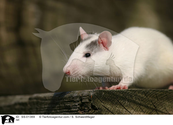 rat / SS-01369