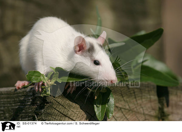 Farbratte / rat / SS-01374
