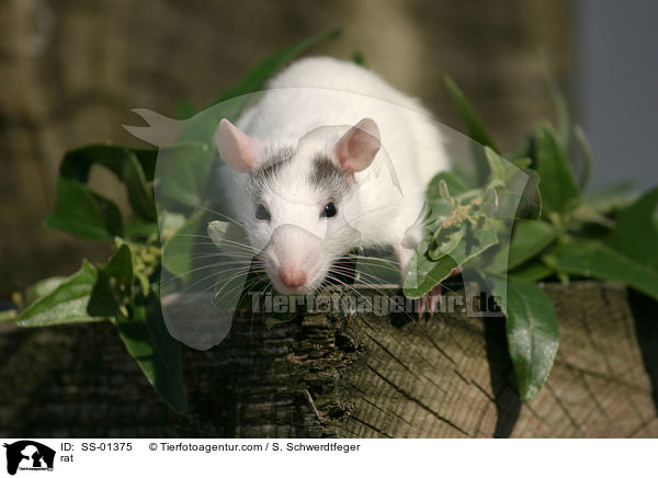 Farbratte / rat / SS-01375